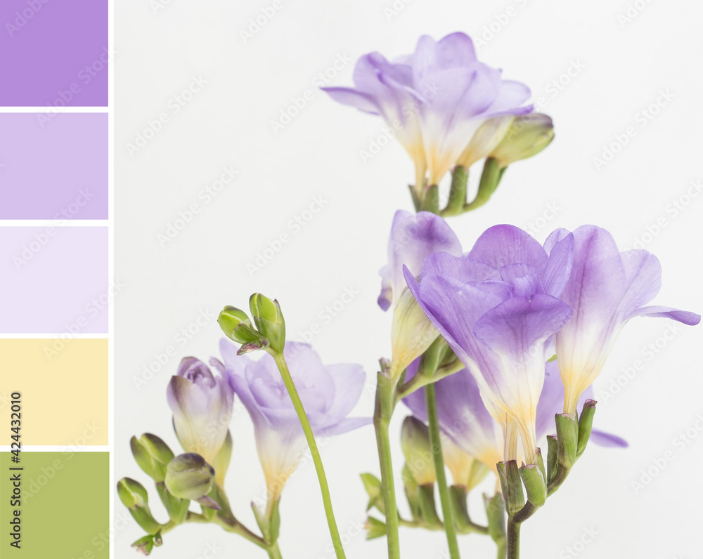 Foto Stock Color palette swatches of beautiful blossom of purple violet  creamy yellow freesia flower. Pastel trendy combination, colorful  inspiration from natural floral beauty for styling decoration and design. |  Adobe Stock