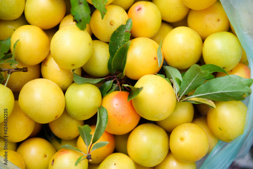 Many ripe yellow cherry plum berries Many ripe yellow cherry plum berries