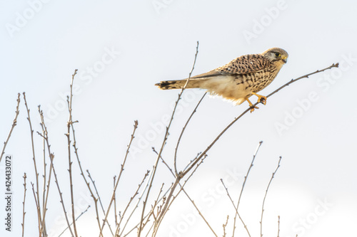 Close-up of Kestrel bird of prey. The bird sits on a thin twig against a beautiful blue sky with white clouds one, in side view