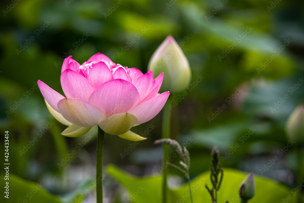 蓮の花　初夏のイメージ