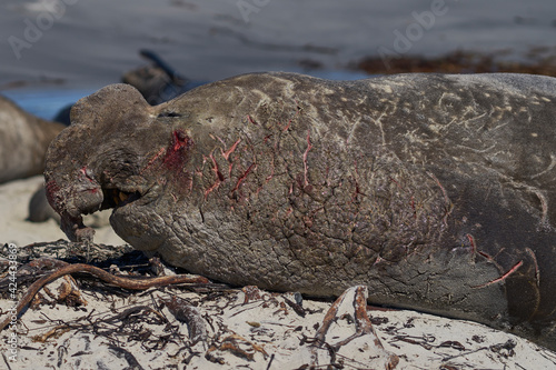 Battle scarred male Southern Elephant Seal (Mirounga leonina) lying on a sandy beach on Sea Lion Island in the Falkland Islands.