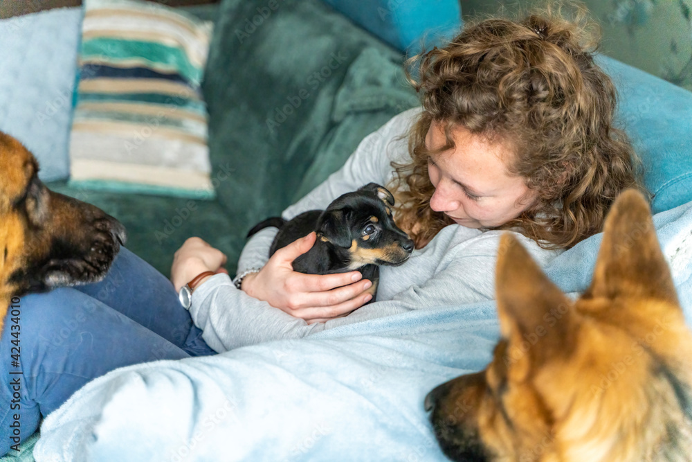 Young woman is sitting on the sofa with her little Jack Russell Terrier puppy in her arms. Two out of focus German Shepherds are looking curiously at the puppy. Selective focus Young woman is sitting on the sofa with her little Jack Russell Terrier puppy in her arms. Two out of focus German Shepherds are looking curiously at the puppy. Selective focus