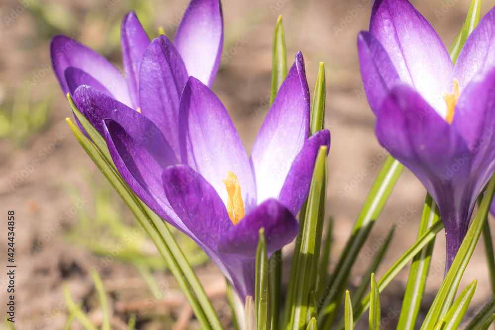 Close-Up Saffron Crocuses in the garden Spring 2021 Close-Up Saffron Crocuses in the garden Spring 2021