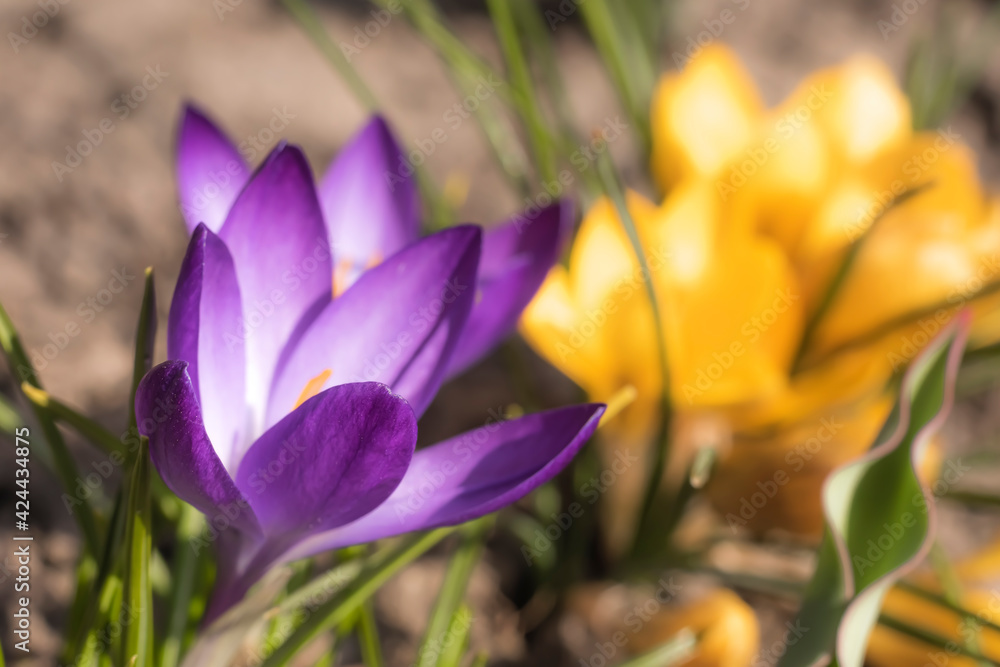 Close-Up Saffron Crocuses in the garden Spring 2021 Close-Up Saffron Crocuses in the garden Spring 2021