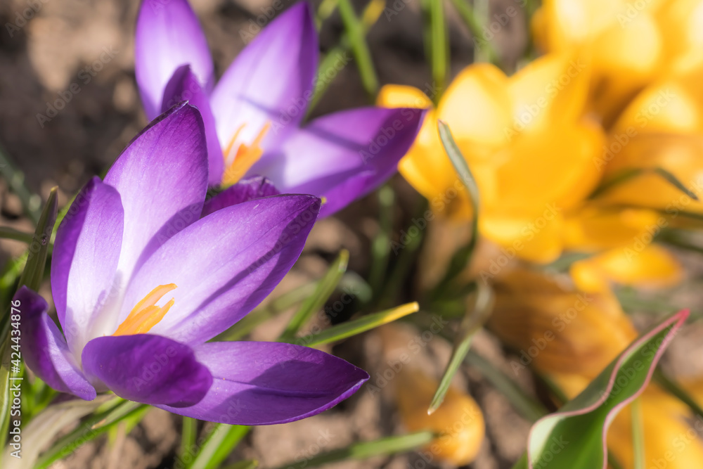 Naklejka premium Close-Up Saffron Crocuses in the garden Spring 2021