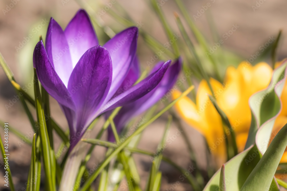Close-Up Saffron Crocuses in the garden Spring 2021 Close-Up Saffron Crocuses in the garden Spring 2021