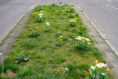 Photography Verkehrsinsel mit Tulpen in Berlin