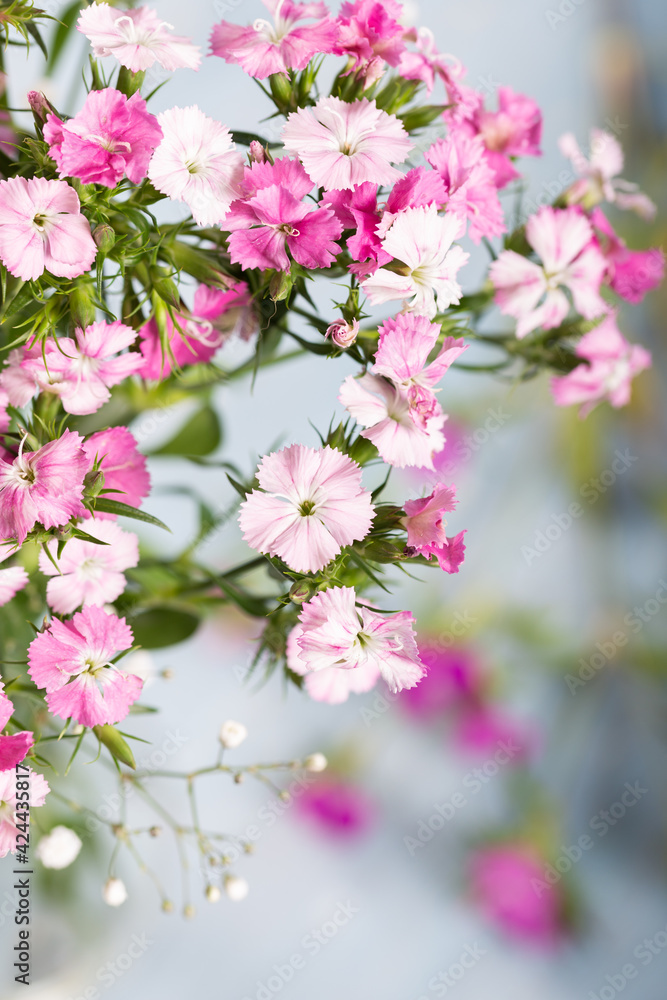 Pink sweet william flower in vase on blue wooden background. Close up. Floral background.