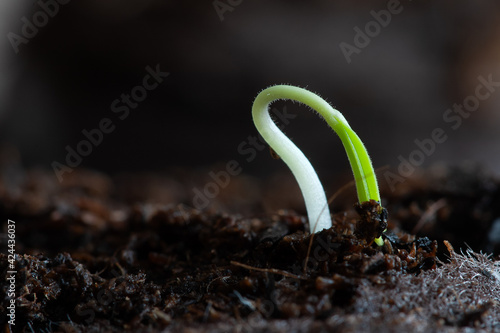 Sprouts stretch from tomato seeds