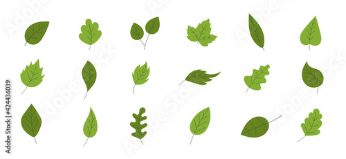 Green leaves on a separate background. The season is spring and summer. Herbs, plants, leaf. 