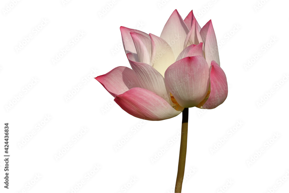 pink lotus flower blooming isolated on white background