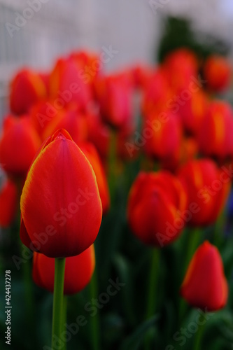 red tulips in my garden