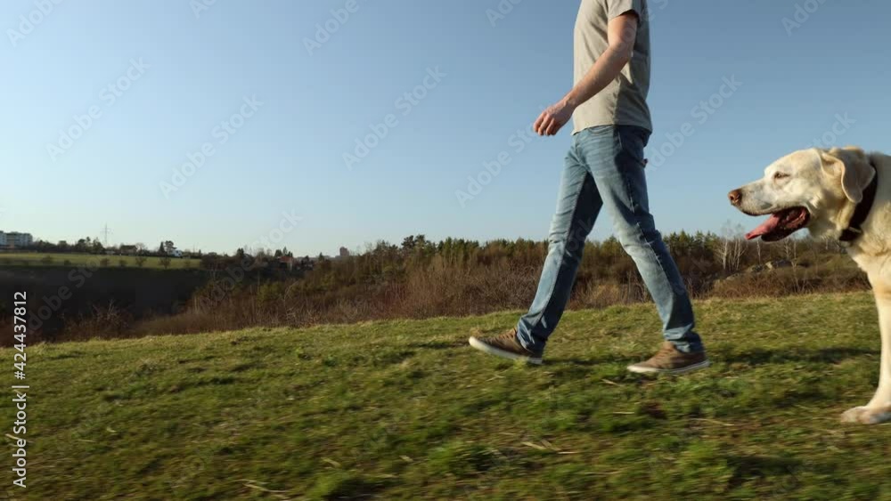 Pet owner and labrador retriever in nature during sunny spring day. Young man walking with his old loyalty dog on meadow. Pet owner and labrador retriever in nature during sunny spring day. Young man walking with his old loyalty dog on meadow.