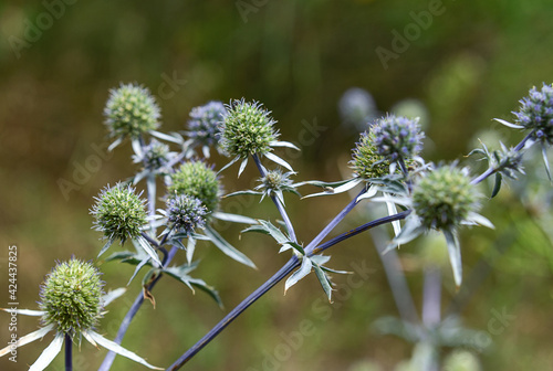 Amethyst eryngo thorny flowers photo