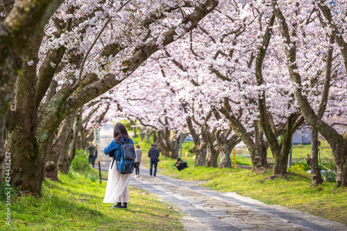 桜のアーチ 春のイメージ