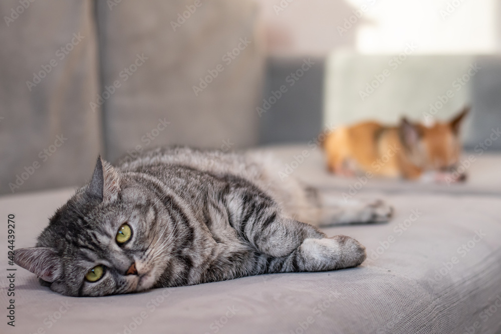 Naklejka premium The relationship of a small dog with a big cat. Disagreements and quarrels between two rivals.