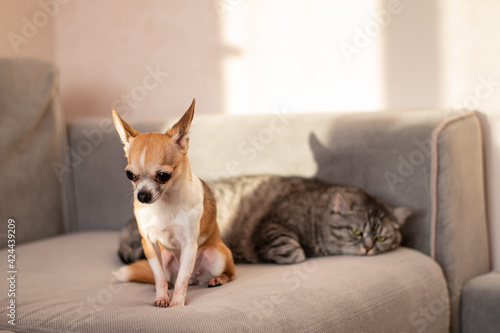 The relationship of a small dog with a big cat. Disagreements and quarrels between two rivals.