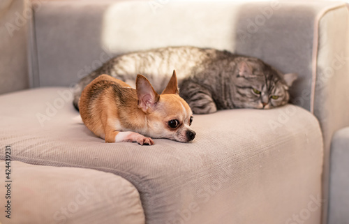 The relationship of a small dog with a big cat. Disagreements and quarrels between two rivals.