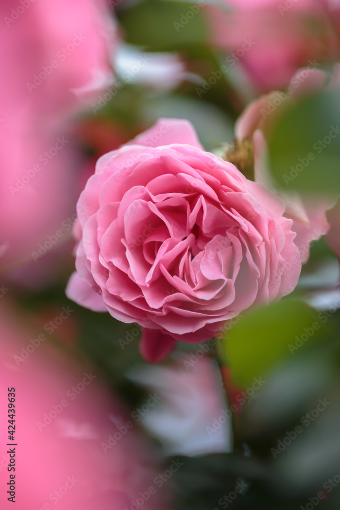 Fototapeta premium バラの花 屋外撮影