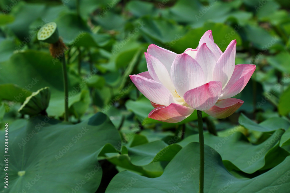 beautiful pink lotus blooming in the pond beautiful pink lotus blooming in the pond