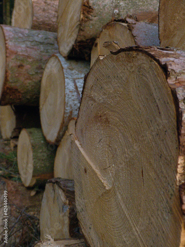 Baumstämme