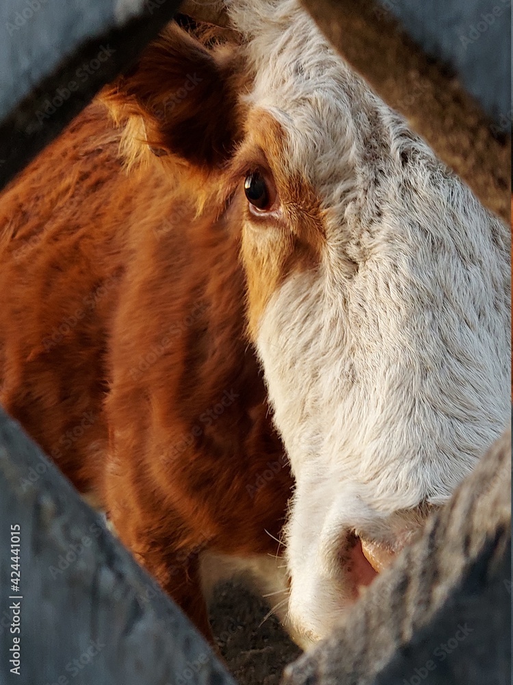 Red Cow Peeking Looking through the Hole of Wooden Gate Red Cow Peeking Looking through the Hole of Wooden Gate