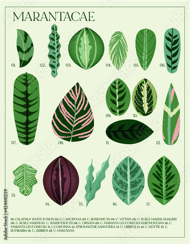 Poster botánico de calatheas y marantas. Set de hojas ilustradas. Familia de plantas.