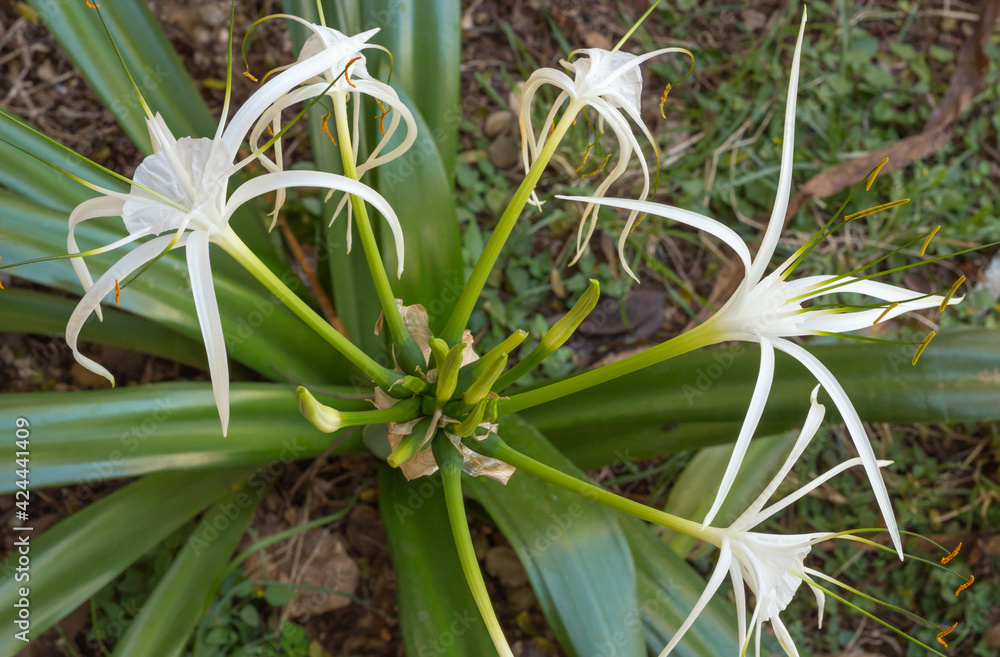 Obraz premium A Beautiful picture of a Spider lily plant and its Milky white flowers and in full bloom during the winter season. 