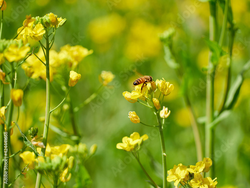 菜の花に取り付いているミツバチ