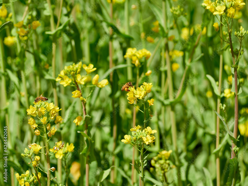 Obraz premium 菜の花に取り付いているミツバチ