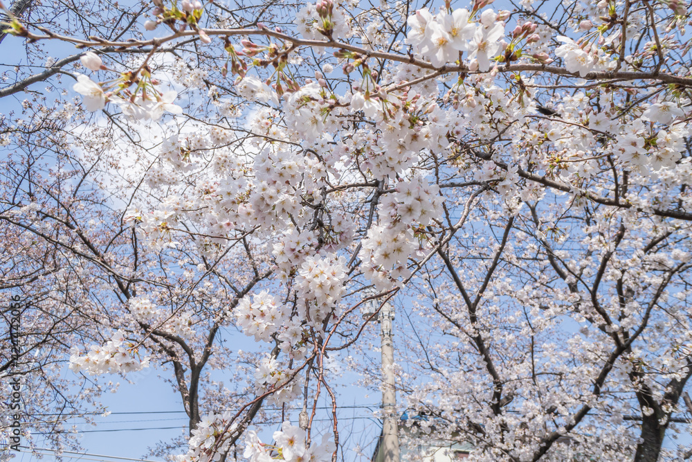 Pink cherry blossom in spring