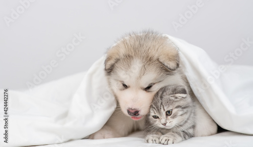 Friendly Alaskan malamute puppy hugs gray kitten sit together under warm blanket on a bed at home. Empty space for text