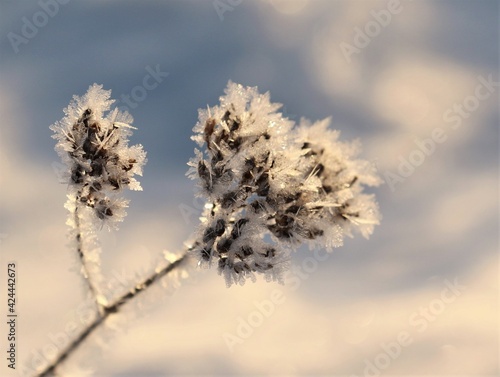 Winter. Fluffy frost on a dry plant.