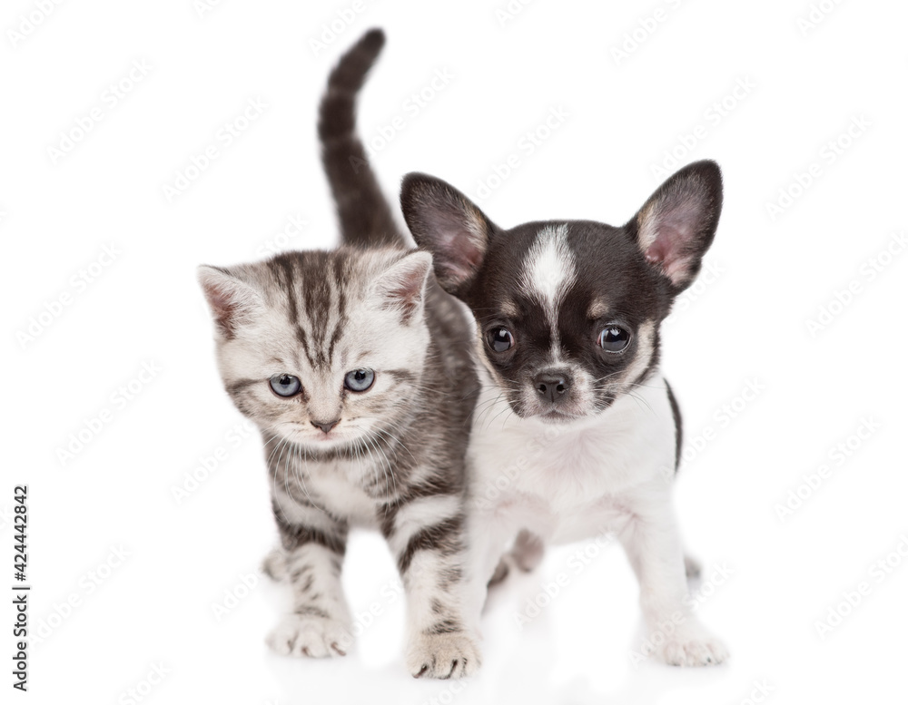 Tiny chihuahua puppy and tabby kitten sit together and look at camera. isolated on white background