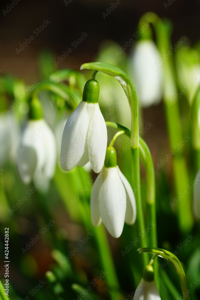 Obraz premium Tiny white snowdrop galanthus flowers in bloom