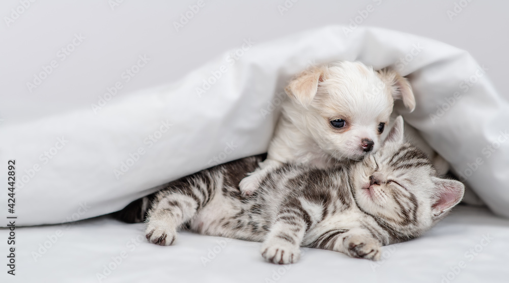 Chihuahua puppy hugs sleepy kitten under warm blanket on a bed at home. Empty space for text