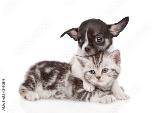 Tiny chihuahua puppy embraces a tabby kitten. isolated on white background