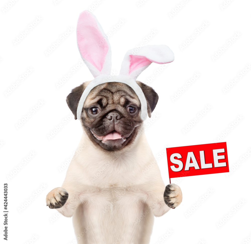 Pug puppy wearing easter rabbits ears holds sales symbol. Isolated on white background