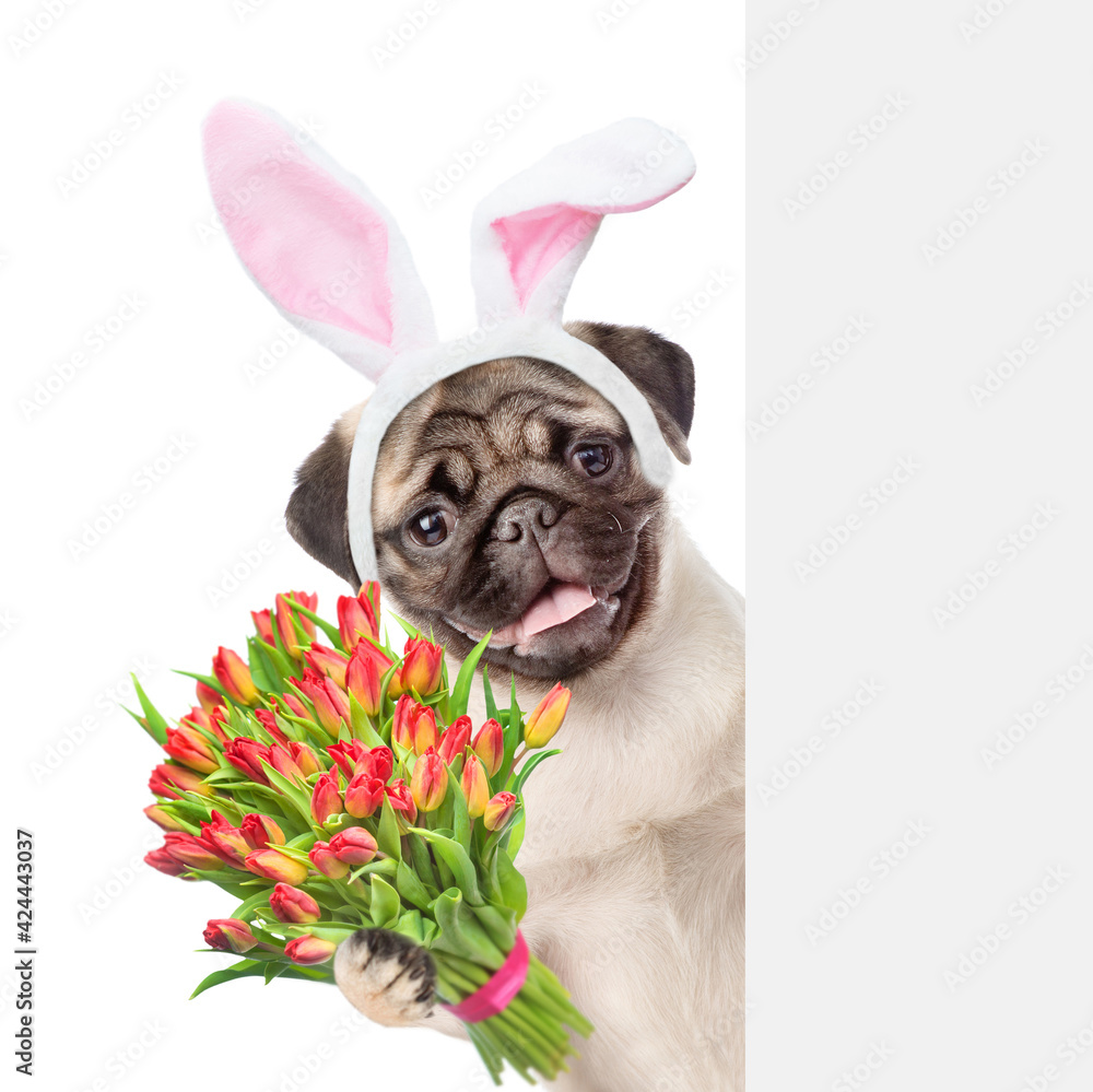 Pug puppy wearing easter rabbits ears holds bouquet of tulips and looks from behind empty white banner. Isolated on white background