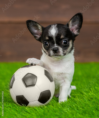 Chihuahua puppy sits with a soccer ball on green summer grass © Ermolaev Alexandr