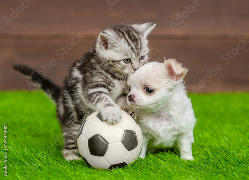 Playful kitten and tiny Chihuahua puppy sits with a soccer ball on green summer grass © Ermolaev Alexandr