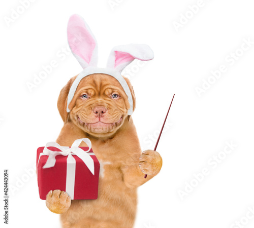 Smiling puppy wearing easter rabbits ears holds gift box and points away on empty space. Isolated on white background