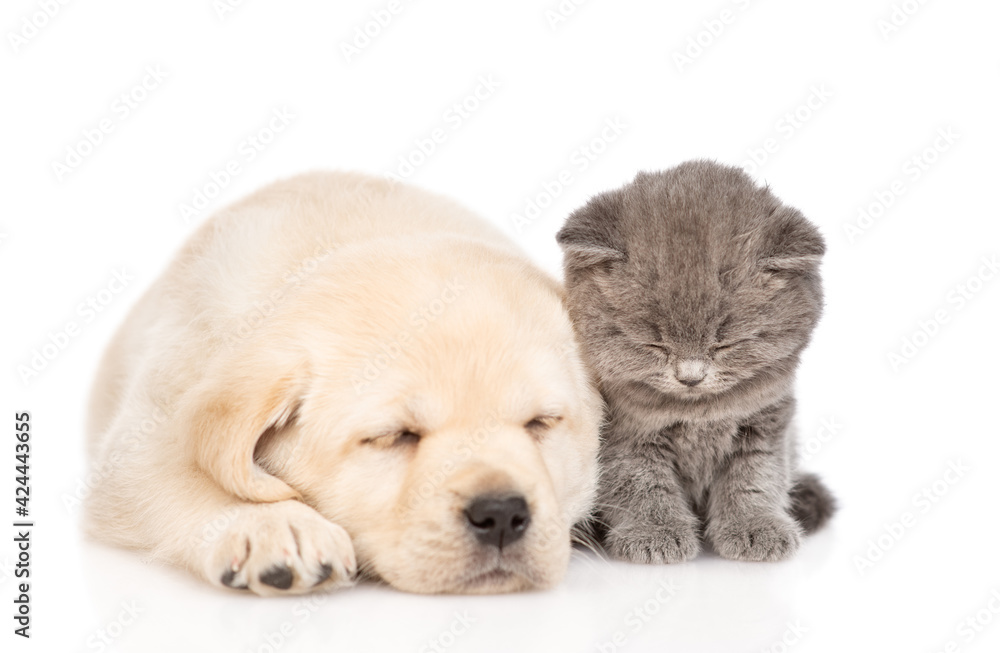 Golden retriever puppy dog and kitten sleep together. isolated on white background