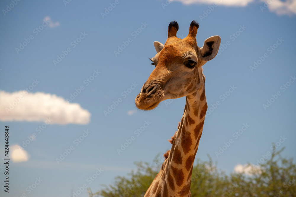 Naklejka premium Wild african life. A large common South African giraffe on the summer blue sky.