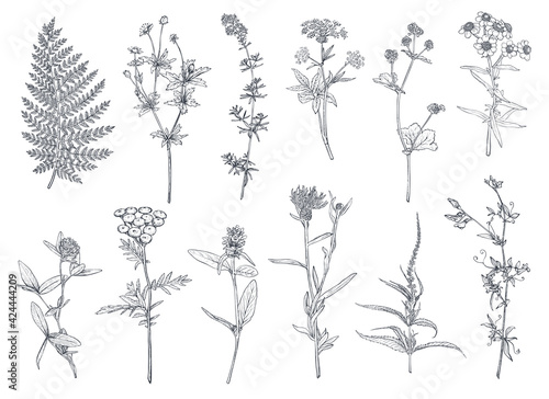 Vector collection of hand drawn flowers and herbs