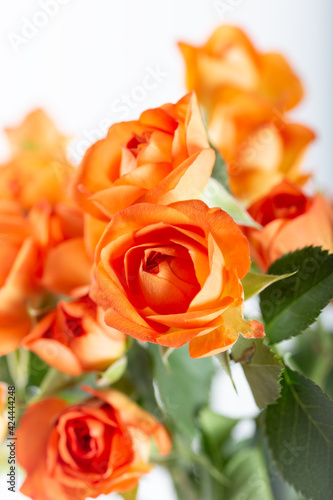 Fresh roses in orange color in front of a white background. Floral background.