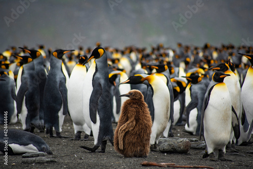 Colony of King Penguins in South Georgia