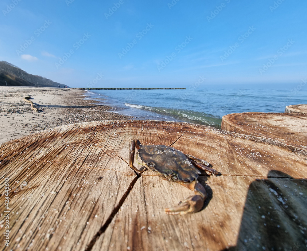 Ostseekrabbe sitzend auf einer Buhne am Strand