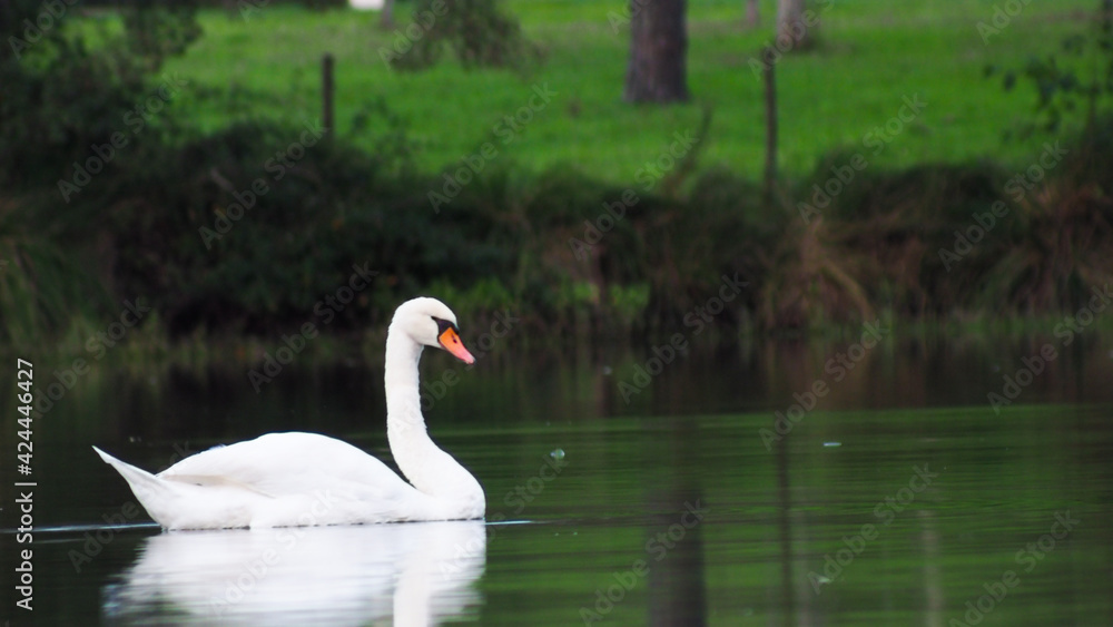 Cygne blanc se promenant sur un étang, à la tombée de la nuit Cygne blanc se promenant sur un étang, à la tombée de la nuit