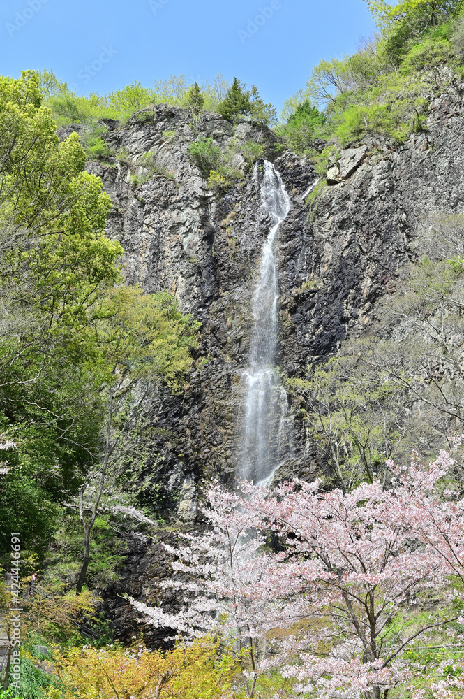 四国香川県の桜あれこれ（桃陵公園と不動の滝カントリーパーク）